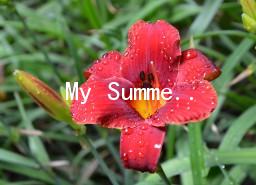 My Summer HolidayӢZ5ƪ