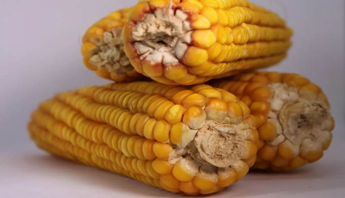 玉米價格倒掛,華北倒流東北,市場懵,東北小落,苞米還能漲?