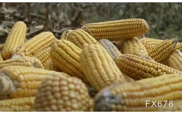 阿根廷蟲害影響大，玉米恐進一步減產