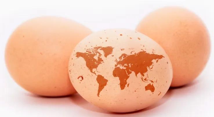 市場行情 | 全球多地蛋價再次飆升，原因不止是禽流感！